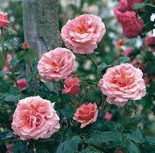 Delicate red or pink bells dangle above wiry stems. Rosa Aloha