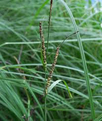 Image result for Carex bequaertii