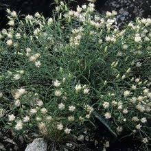 Image result for Dicoma