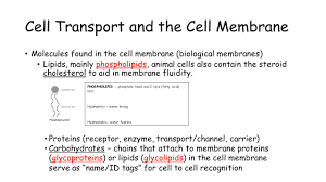 Check spelling or type a new query. Cell Transport And Homeostasis H Bio Cell Transport And The Cell Membrane Functions Regulates What Enters And Leaves The Cell Selectively Permeable Ppt Download