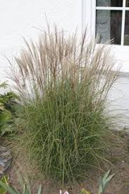 Feinhalm Chinaschilf Gracillimus Miscanthus Sinensis Gracillimus Chinaschilf Ziergras Stauden