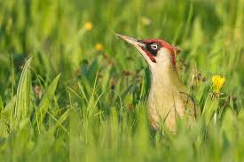 Verhalten Und Lebensweise Des Grunspechts Nabu