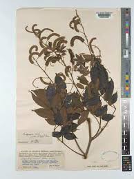 Image result for Pseudoprosopis