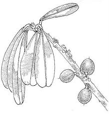 Image result for Englerophytum magalismontanum