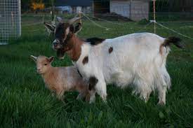 Le lait justement est ce qui confère à la viande du jeune chevreau toute sa délicatesse et son moelleux. Lait De Substitution Pour Chevreaux Quel Quantite