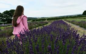 Where To Find Lavender Fields