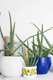 Urban Jungle Ideen Indoor Garden Plant Ideas Blog Vienna Fashion Waltz Indoor Garten Upcycling Diy Upcycling