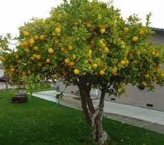 Best of all, the fruit hold on the tree in good condition for many months after ripening. Our Recommendations For The Best Backyard Citrus Trees Jimsmowing Com Au