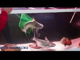 challenger kopek baligina parmagimi verdim boyunu olcuyoruz youtube