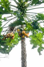 Image result for Carica papaya