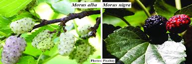 Image result for Morus