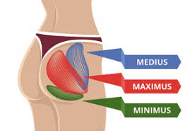 Certain back muscles extend to other areas, like the shoulders, upper arms, and thighs. The Anatomy Of The Glutes And Their Role In Lower Back Pain Gw Osteopathy