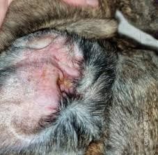 Image result for abscess dog's ear flap