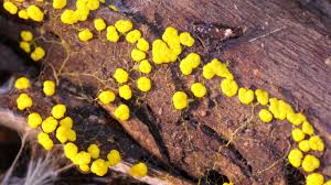 Slime mold or slime mould is an informal name given to several kinds of unrelated eukaryotic organisms that can live freely as single cells. Amazing Slime Mold Time Lapse Youtube