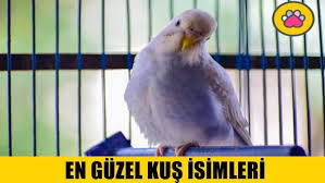 En Guzel Kus Isimleri Nelerdir Renkli Pati