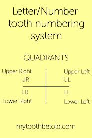 There are three main numbering systems used to identify teeth today: How Are Teeth Numbered In Different Countries Tooth Be Told