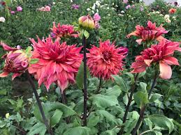 Image result for Dahlia Darkarin`