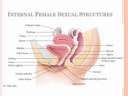Vagina external os cervical canal internal os wall of uterus perimetrium myometrium endometrium round ligament. Internal Female Sexual Structures