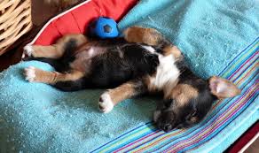 While your new puppy's sleep schedule might not (yet) be in sync with yours, there are still plenty of things you can do to help both of you get as much sleep as possible. How Do I Settle My New Puppy Best Paw Forward Dog Training Dog And Puppy Training In Glasgow