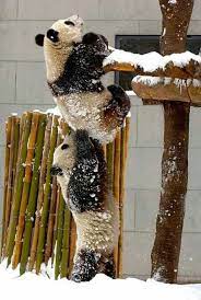 الصورة تعبر عن التعاون بين الحيوانات فكيف حالنا نحن البشر cute animals animals beautiful animals