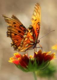 Belle Image Page 37 Image Papillon Fleurs Et Papillons Papillon De Nuit