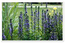 Lobelia Siphilitica Blue Cardinal Flower Late Summer Flowers Cardinal Flower Front Flower Beds