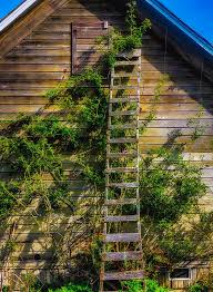 346 orchard ladder stock video clips in 4k and hd for creative projects. Old Orchard Ladder Photograph By Garry Gay