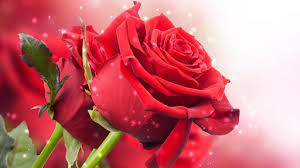 Rose Flowers Dp For Whatsapp Free Download Fresh Hd Wallpapers This is the best post for download rose flowers dp for whatsapp, you just click and download all these rose whatsapp dp images. rose flowers dp for whatsapp free