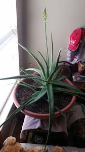 We did not find results for: Aloe Vera Growing Sideways Helpfulgardener Com