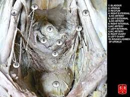 This was a assignment for my intro to animal anatomy class. Pelvic Cavity Wikipedia