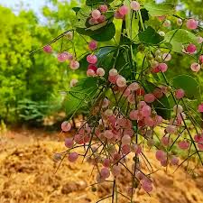 Image result for Salvadora persica