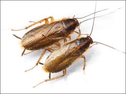 Tout Ce Qu Il Faut Savoir Sur Les Cafards