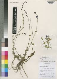 Image result for Crepidorhopalon goetzei