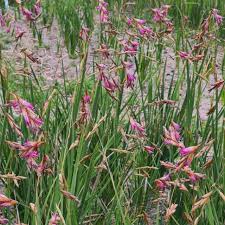 Image result for Dierama formosum