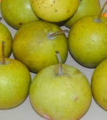 The outer skin is smooth and rough. Pears Asian Edible Landscaping