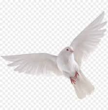 Bird Hd Png Transpa Images Pluspng Eid Background Picsart Png Image With Transparent Background Png Free Png Images Picsart Png Picsart Bird