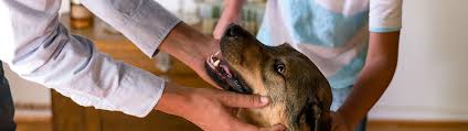 The information provided should under no circumstances be relied upon as accurate, especially in any urgent or emergency situations. Hours Information Vca Laguna Niguel Animal Hospital