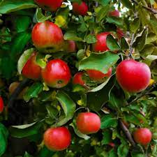 Pruning apricot trees is an important step to keeping them healthy. Home Orchard Fruit Trees Not Bearing Fruit