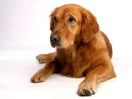 At the lower end of the price spectrum, it may be possible to adopt one for $500 or less. How Much Do Golden Retrievers Cost Initial Price Yearly Costs Golden Hearts