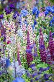 Le Temps Qui Passe Dans Le Jardin D Eugenie Spring Garden Flowers Purple Flowers Garden Flower Garden