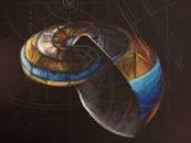 Resultado de imagen para "secuencia de Fibonacci" -wikipedia