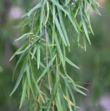 Image result for Salix babylonica
