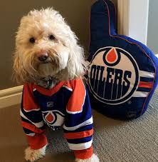 Happy #NationalDogDay to all the #Oilers puppers!