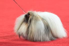 Get the wasabi the pekingese and read our other article related to wasabi the pekingese at sitiomax.net. Best In Show American Kennel Club