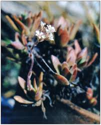 Image result for Crassula morrumbalensis