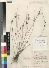 Image result for Schoenoplectiella microglumis