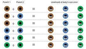 Hair Color Dominance Chart Hair Color Chart Genetics 332933