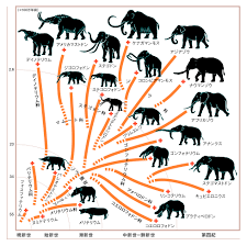 象 の 先祖