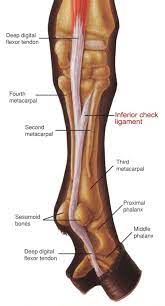 A horse that has this type of injury will experience some inflammation in the tendon. An Overview Of The Inferior Check Ligament In Horses Dressage Today