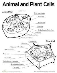 Animal And Plant Cells Worksheets Life Science Middle School Middle School Life Plant Cells Worksheet